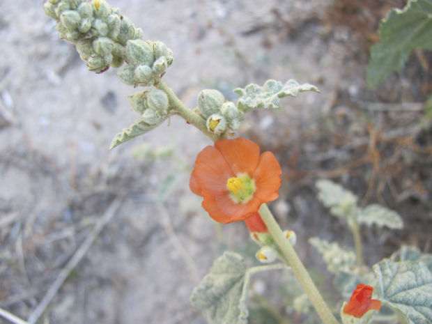 Springtime brings out colors of wildflowers